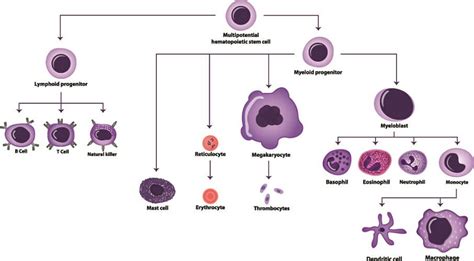 B lymphocytes mature – Telegraph