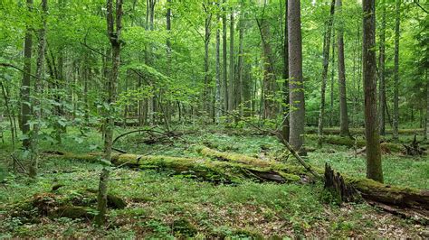 Białowieża forest – in search of the scientific evidence (and why it is ...