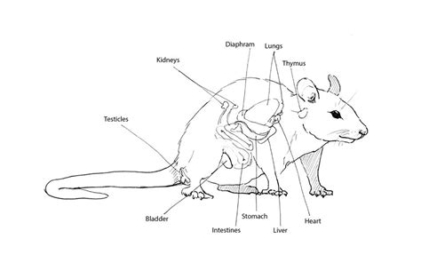 Rat Anatomy by izzycreates on DeviantArt