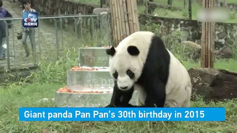 RIP, Pan Pan! World’s oldest male panda dies at 31 - YouTube