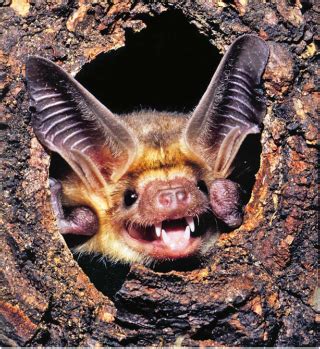 Habitat - Facts About Bats