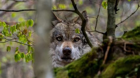 MONTANA COMMISSION REJECTS EXPANDED WOLF HUNTS | EHUNTR