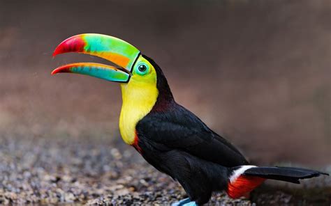 Toucan tropical-exotic-colored-birds-colorful beak-yellow breasts-full ...