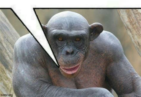 Create meme "chimpanzees , the bald monkey, bald monkey" - Pictures ...