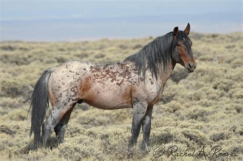 Pin by Nancy Panich on The Beauty of Horses! | Wild horses, Wild horse ...