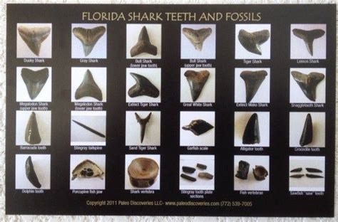 Venice Beach Florida Shark Teeth Map | Beach Map