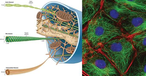 Cytoskeleton- Definition, Structure, Functions and Diagram