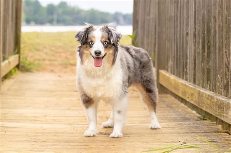 Miniature Australian Shepherd: Info, Pictures, Traits & History – Dogster