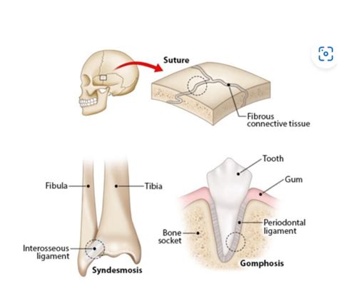 Anatomy practical 2 Flashcards | Quizlet