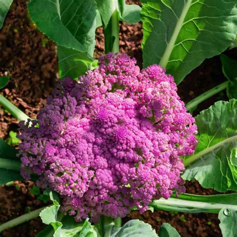 Buy Purple Cauliflower Seeds Online - Chilli Blossom Farm