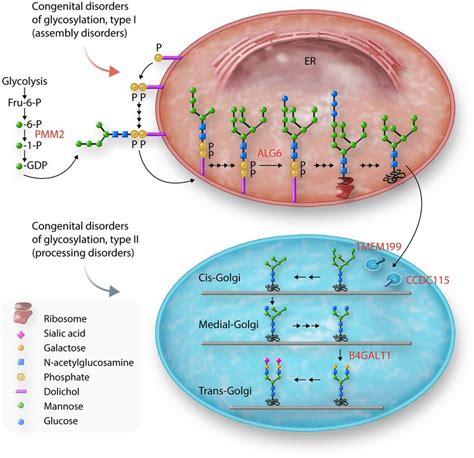 Schematic view of protein N-glycosylation pathway and related genetic ...