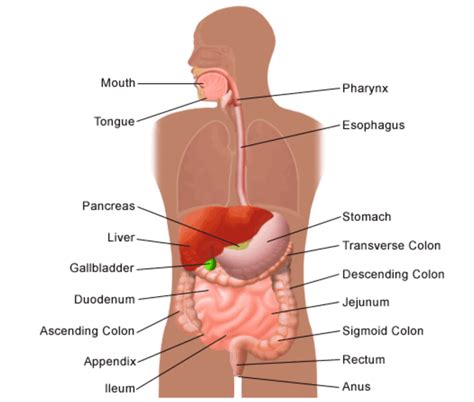 what digestive organ absorbs water from food what two systems work to ...