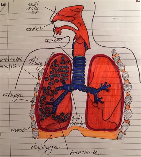 Respiratory system diagram | Human respiratory system, Respiratory ...