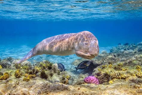 Dugongs - Threatened Status and Facts - Australian Marine Conservation ...