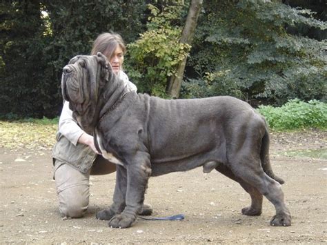 What You Didn't Know about the Neopolitan Mastiff | Anjing besar, Ras ...