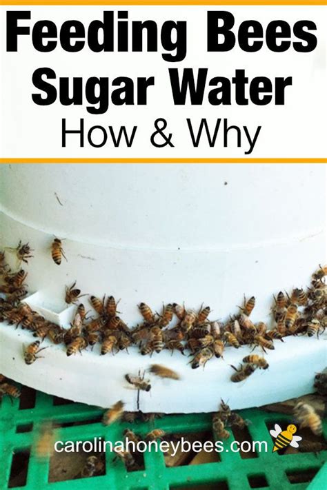 Feeding Bees Sugar Water- A Complete Guide - Carolina Honeybees ...