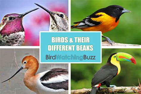 What Are the Different Types of Bird Beaks? - Birdwatching Buzz