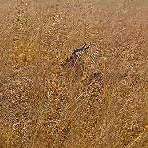 Benin Wildlife Kob | AfricaHunting.com