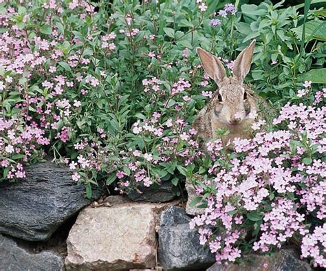 74 best Rabbit resistant plants images on Pinterest | Perennials ...