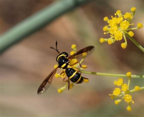 Pollen wasp - Alchetron, The Free Social Encyclopedia