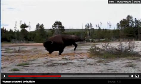 Yellowstone Bison Attack More Complicated Than Initially Reported ...