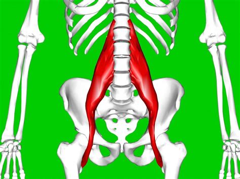 Hip flexor strain: Symptoms, causes, and treatment