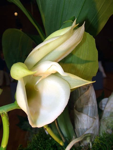 Catasetum pileatum | Wikiwand | Orquideas, Cultivar, La enciclopedia libre