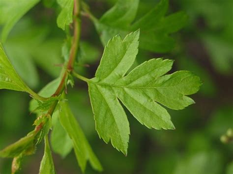 Hawthorn | How to Identify Hawthorn | A Guide from TCV