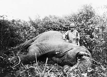 Elephant gun - Wikipedia