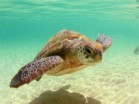 Sea Turtles Wallpapers - Wallpaper Cave