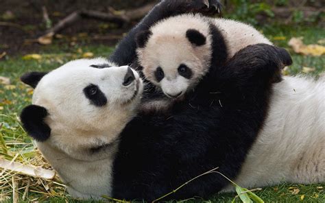 Panda playing with Her Baby - Image Abyss