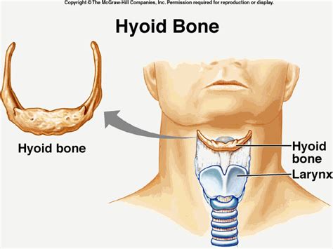 SKELETAL SYSTEM (AXIAL SKELETON AND APENDICULAR SKELETON)