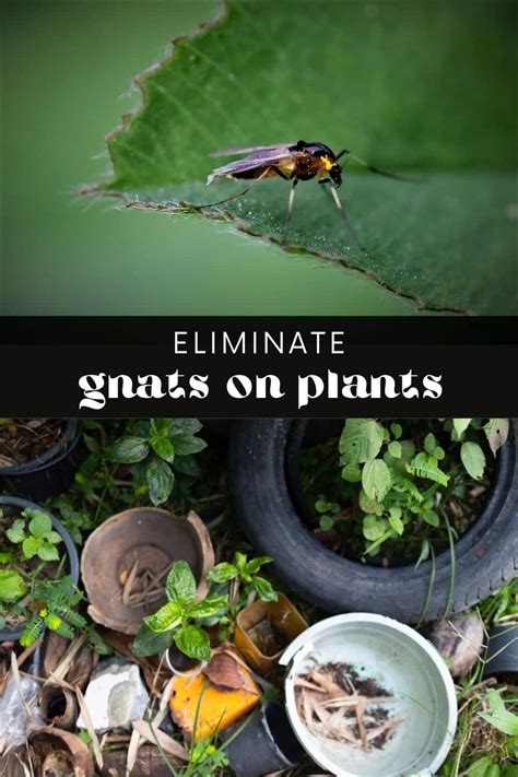 Do Plants Attract Gnats? • Longbourn Farm