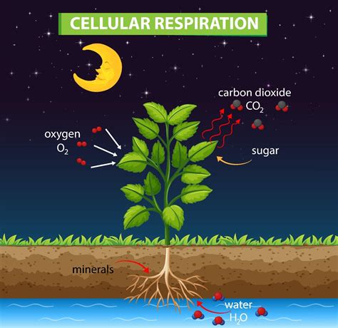 Simple diagrams of cellular respiration - prizeBos