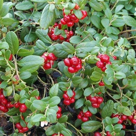 Lingonberry - (Vaccinium vitis-idaea) | Berries, Seeds, Herbs