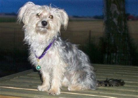 Yorkie Bichon (Bichon Frise, Yorkshire Terrier mix), Info, Pictures