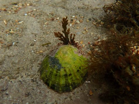 Common Limpet – Patella vulgata | MarineMumbles - Rockpooling ...