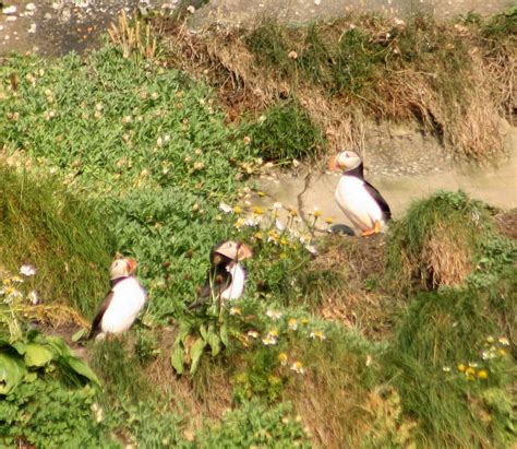 A life at the shoreline. .. by Jeff Copner : Puffins of The Cliffs of Moher