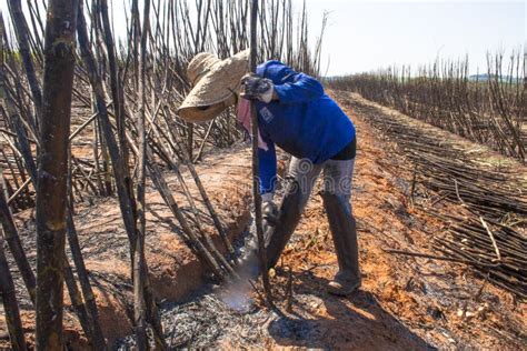 Sugar cane harvesting editorial stock image. Image of ground - 121224769