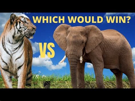 Elephant vs Tiger Real Fight - YouTube