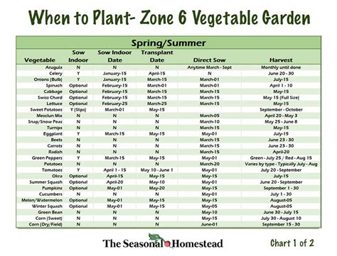 When to Plant Vegetables in Zone 6 - The Seasonal Homestead