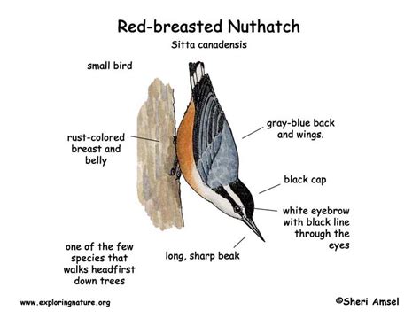 Nuthatch (Red-breasted)