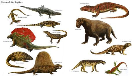 단궁형 파충류(Synapsid reptiles)또는 포유류형 파충류(Mammal - like reptiles) : 네이버 블로그