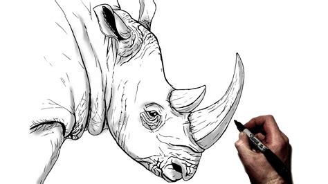 How To Draw A Rhino | Step By Step - YouTube