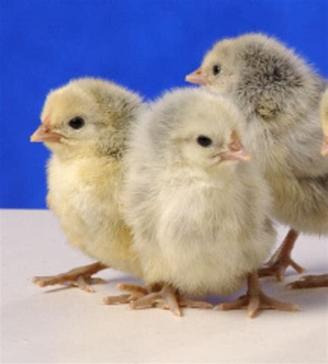 Silver Spangled Hamburg Chicken - Chicks for Sale | Cackle Hatchery