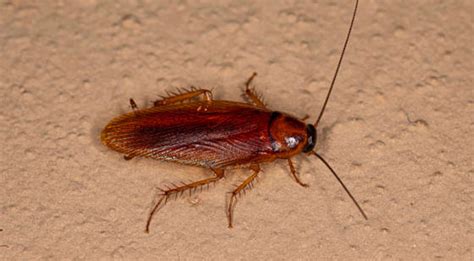 Types of Roaches in Pennsylvania, New Jersey and Delaware