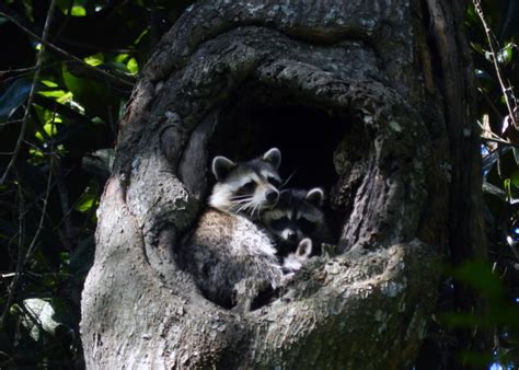 The Raccoon Nest by Eco-Cate on DeviantArt