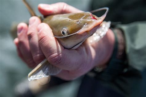 Five tips for catching catfish this summer | Waterway Guide