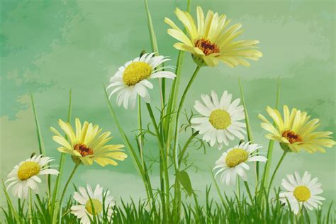 Daisy Flower Painting – NBKomputer