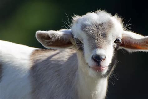 What are Baby Goats Called? Baby Goat Facts & Pictures